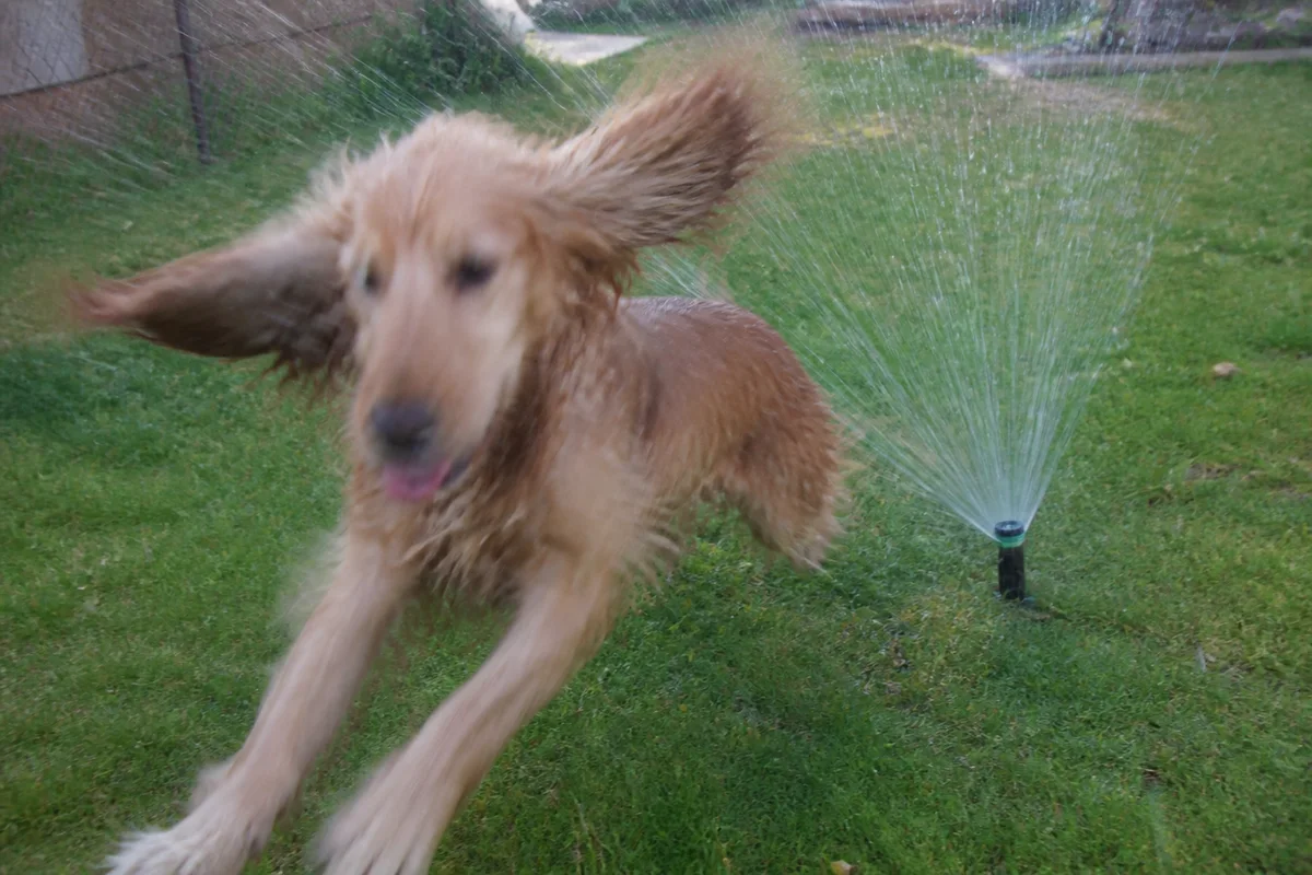 Rescue the Blurry Shot of the Zoomies — before editing