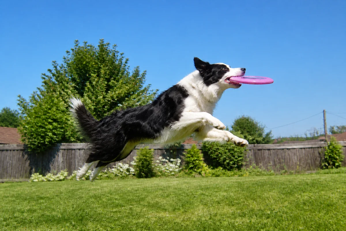 Revive the Photos of a Pet You Loved — after editing