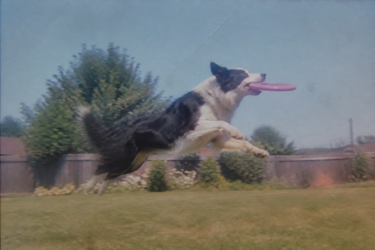 Revive the Photos of a Pet You Loved — before editing